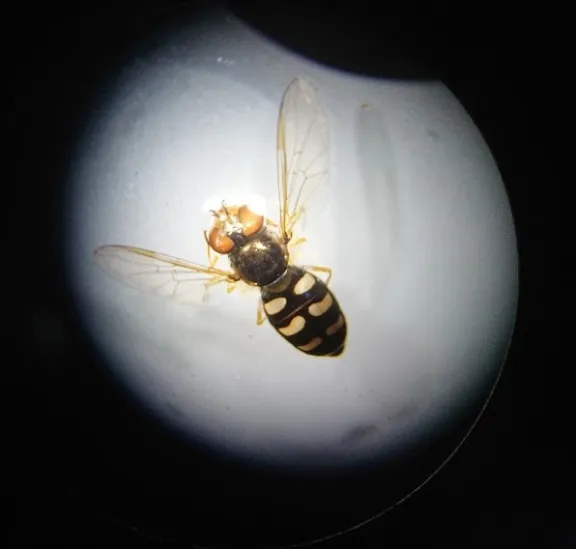 Vista de un insecto sobre luz