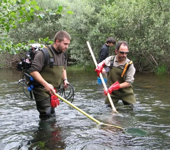 Pesca eléctrica