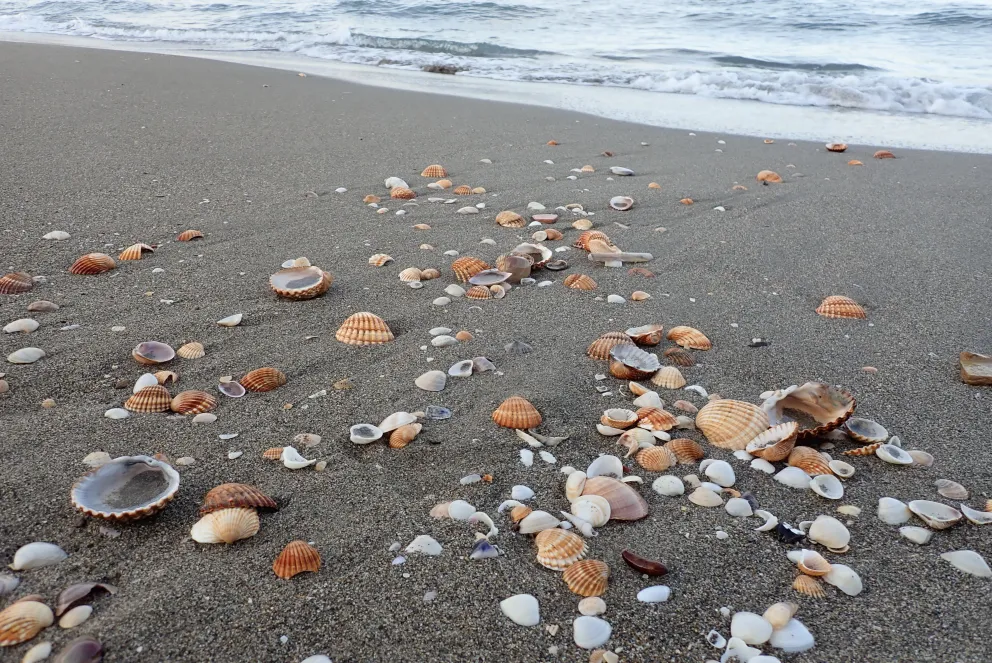 Imagen de evaluación de arenas