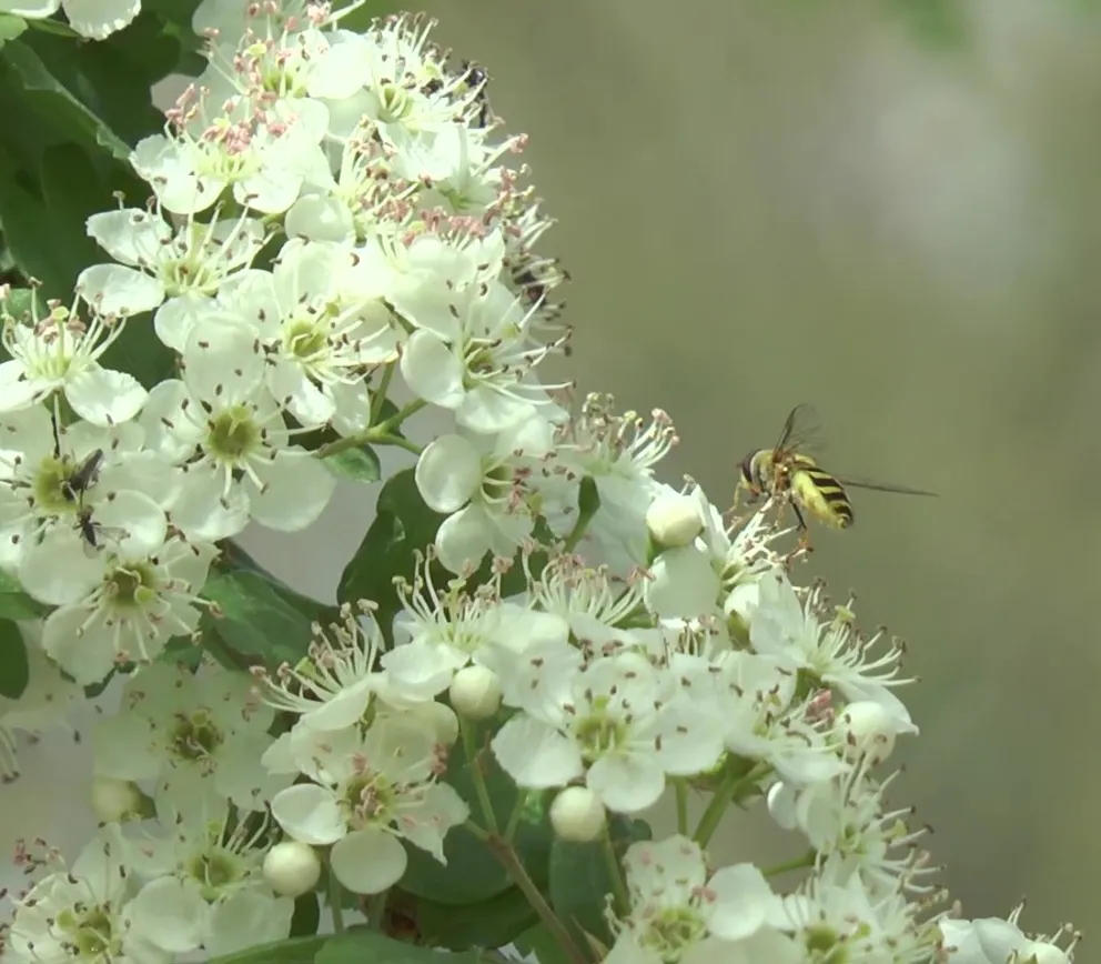 Ejemplar de sírfido sobre majuelo en el río Manzanares (Madrid), en primavera