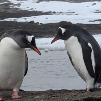 Pingüinos en la Antártida
