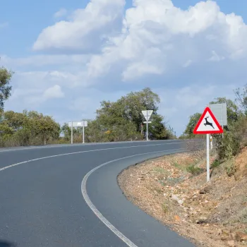 Tramos conflictivos con fauna en carretera