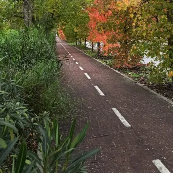 Carretera entre arboles
